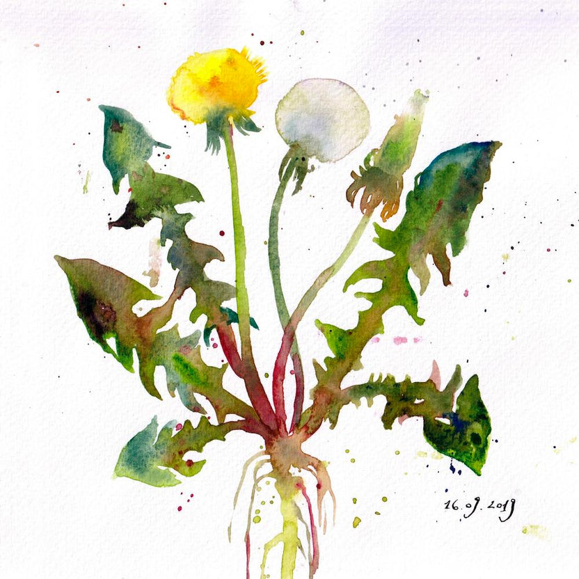 Watercolor Botanical Sketch Of A Dandelion Square
