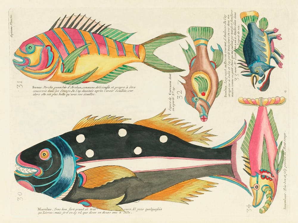 Colourful And Surreal Illustrations Of Fishes Found In Moluccas (Indonesia) And The East Indies, Louis Renard(85)