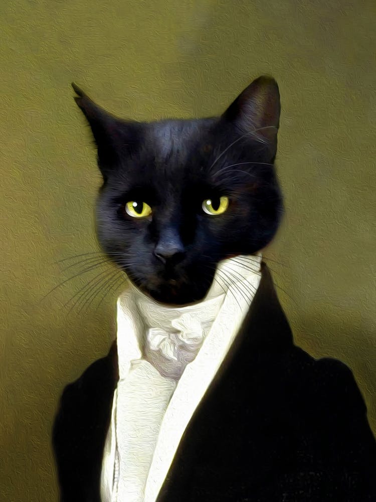 Mister Boy In Black Cat Pet Portraits