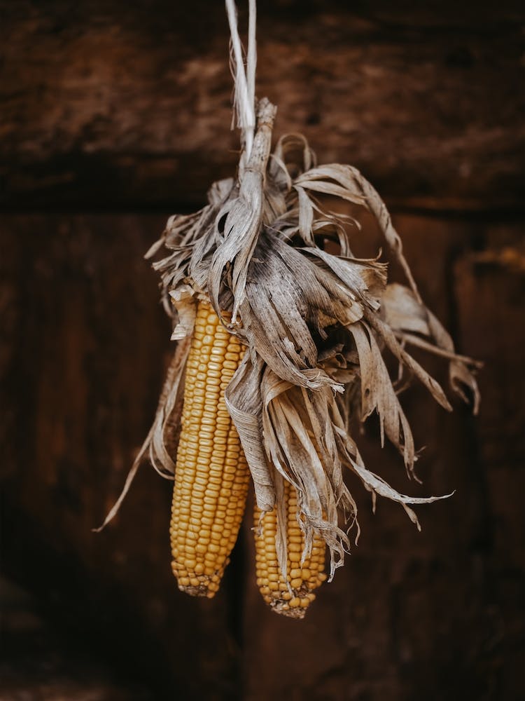 Dried Yellow Corn