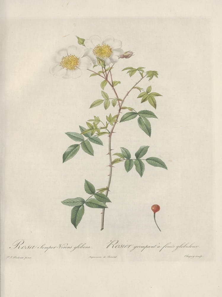 Rose Illustration, Pierre Joseph Redoute, Pierre Joseph Redoute(148)
