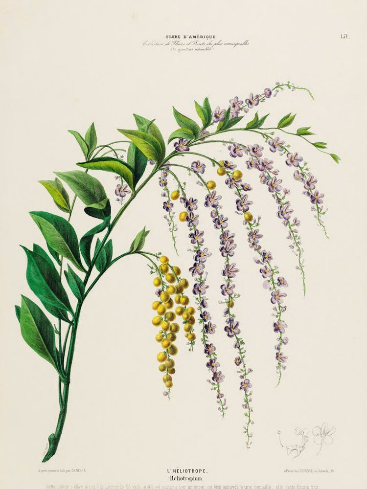 Wisteria