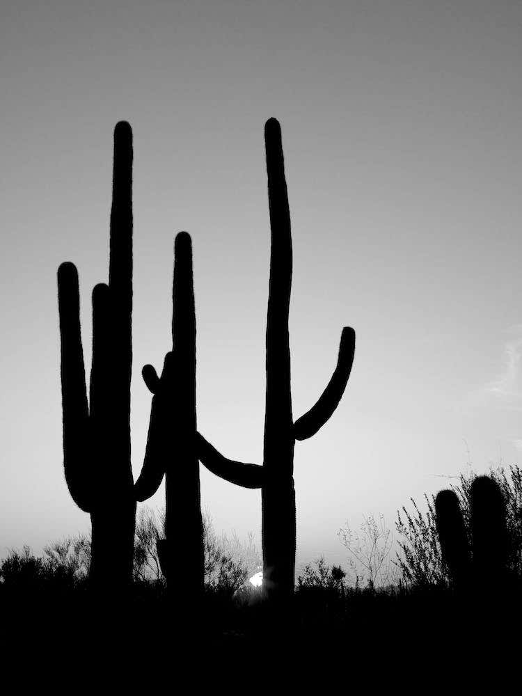 Saguaro Cactus Near Tucson, Arizona