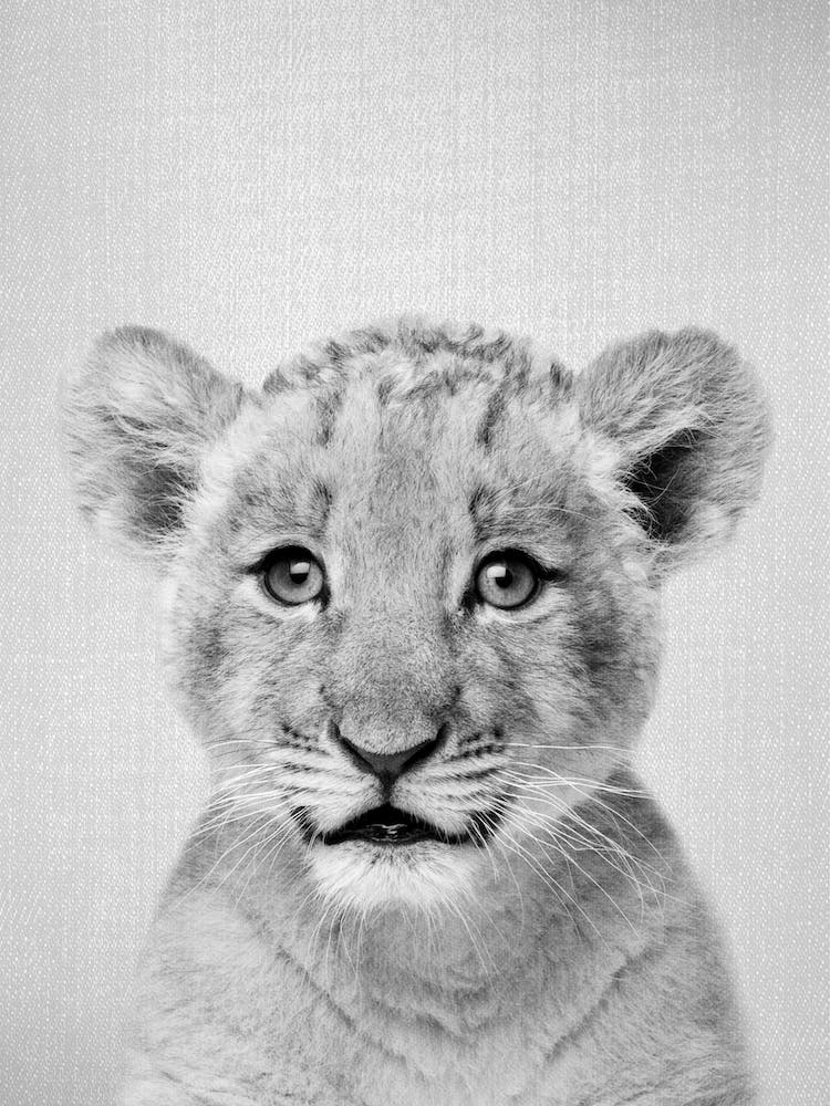 Baby Lion - Black & White