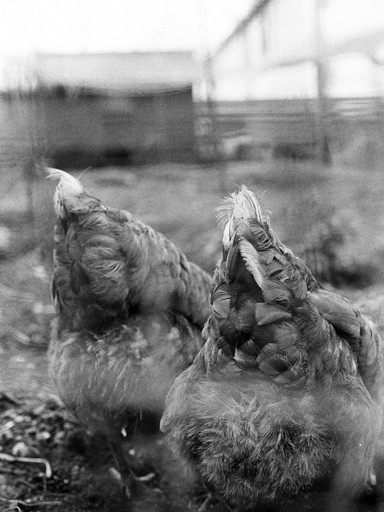 Chickens 001