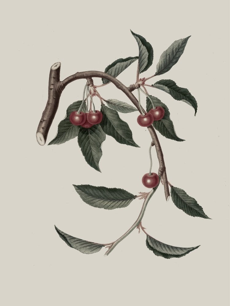 Cherry Branch