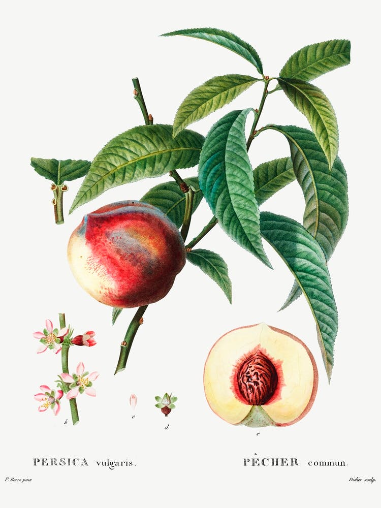Peach, Pierre Joseph Redoute 1