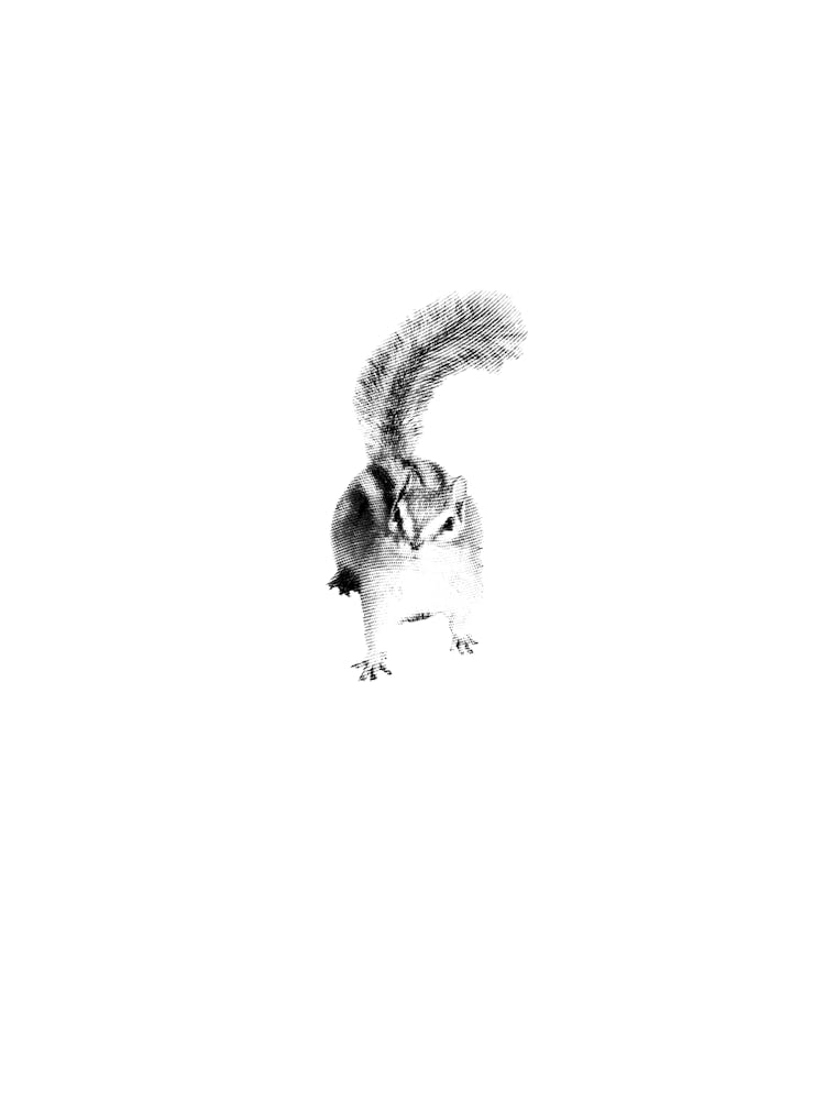 Chipmunk Boho Minimalist Black and White
