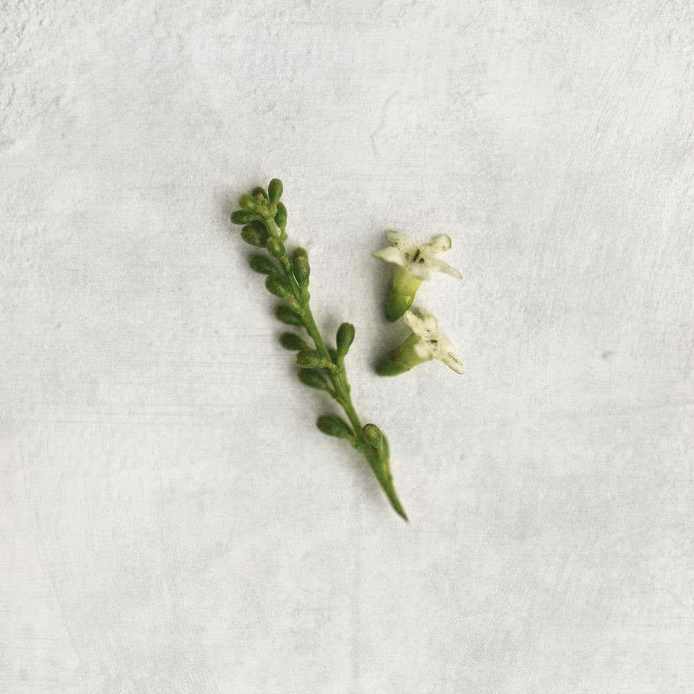 Minimal Greenery Square