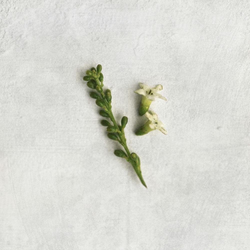 Minimal Greenery Square