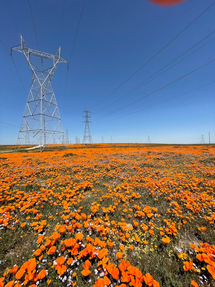California puppy field