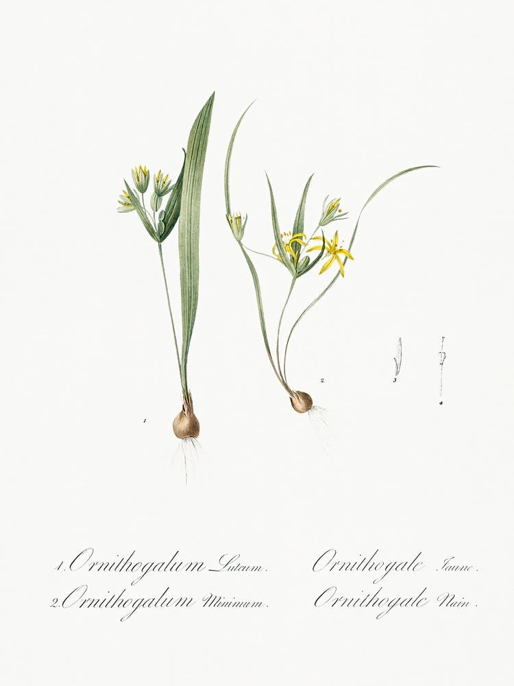 Yellow Star Of Bethlehem, Pierre Joseph Redoute