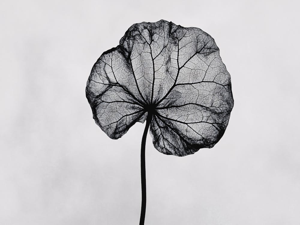 Lily Of The Valley 8