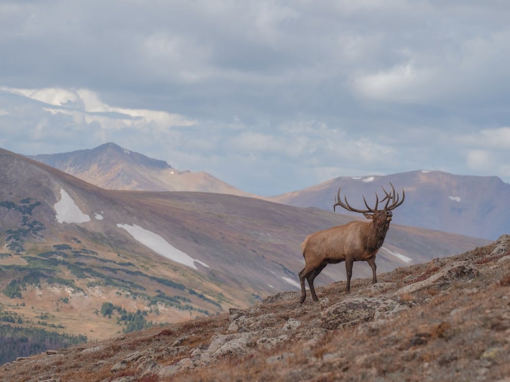 Mountainside Elk
