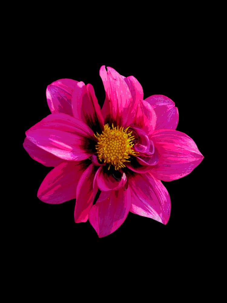 Dahlia Flower 5