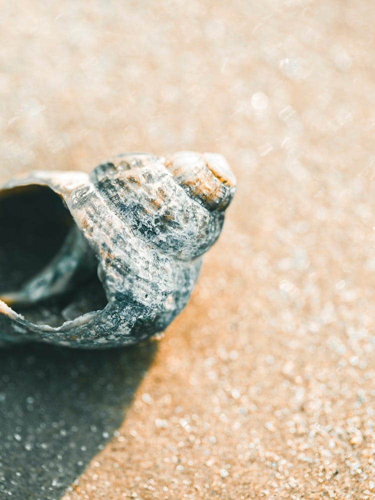 Shell On The Beach