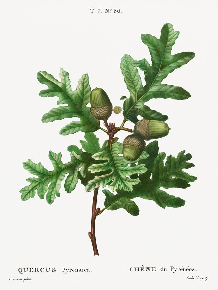 Pyrenean Oak, Pierre Joseph Redoute