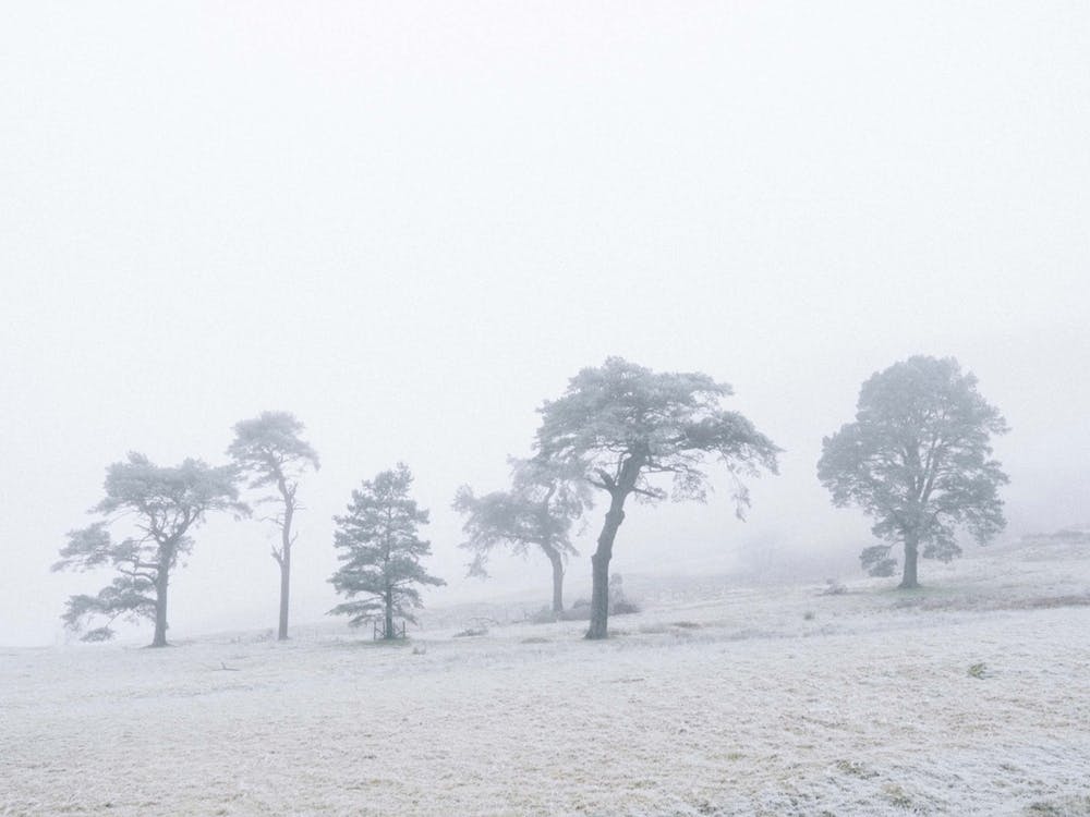 Snowy Landscape With Trees