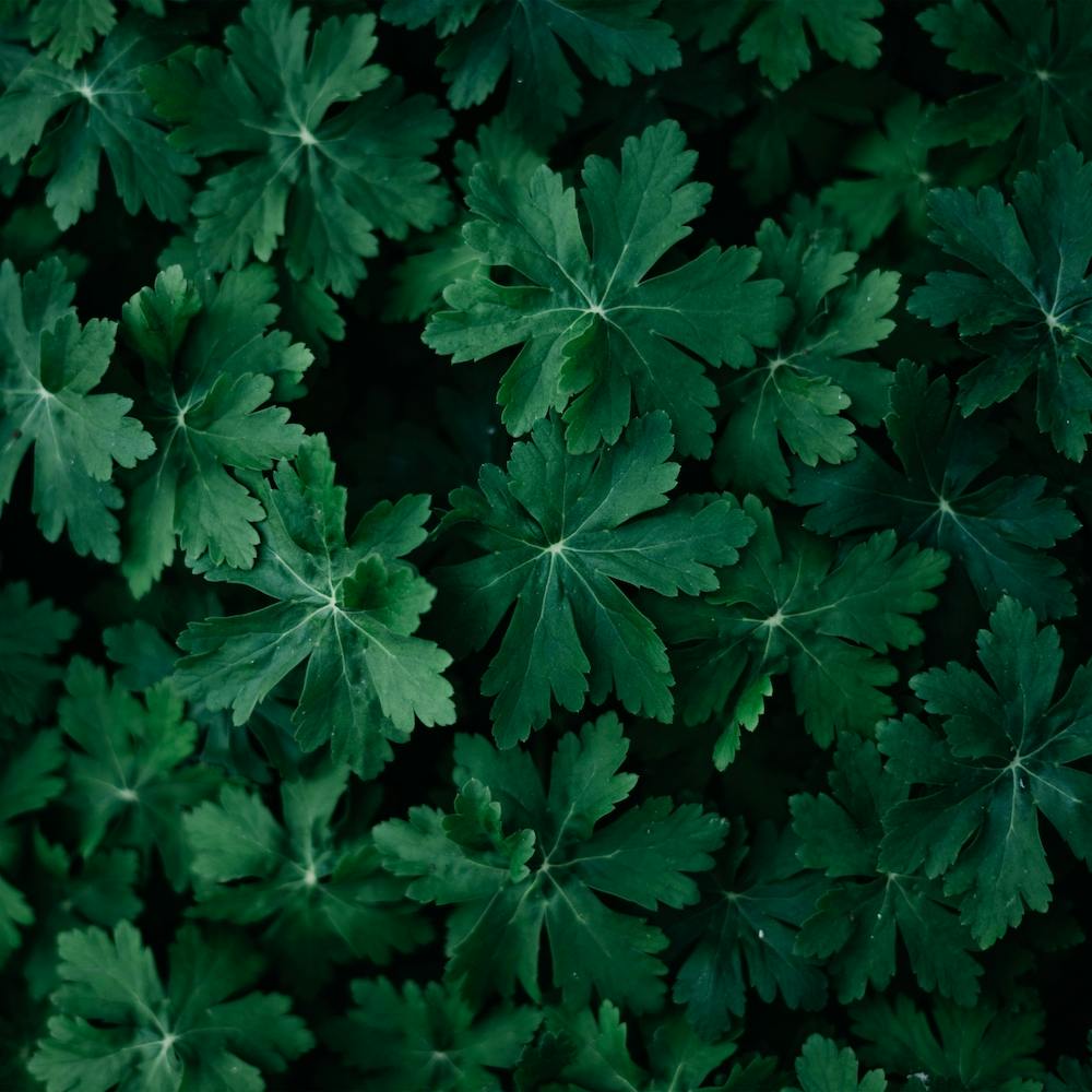 Lush Green Close Up  Colour Nature Photography Square
