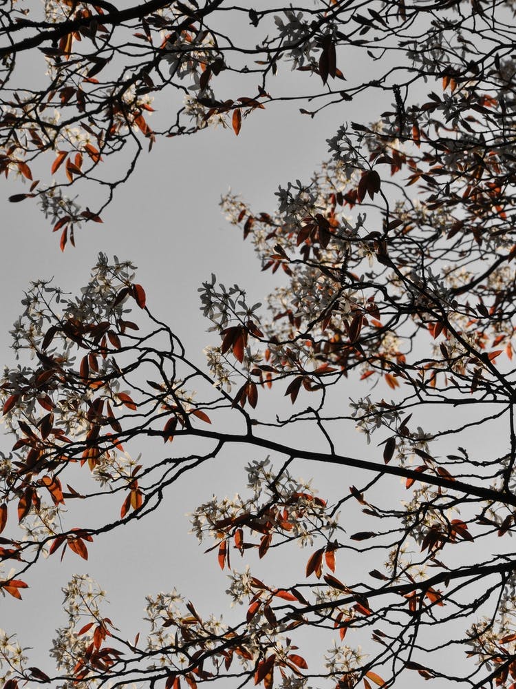 Spring And Flower Mood