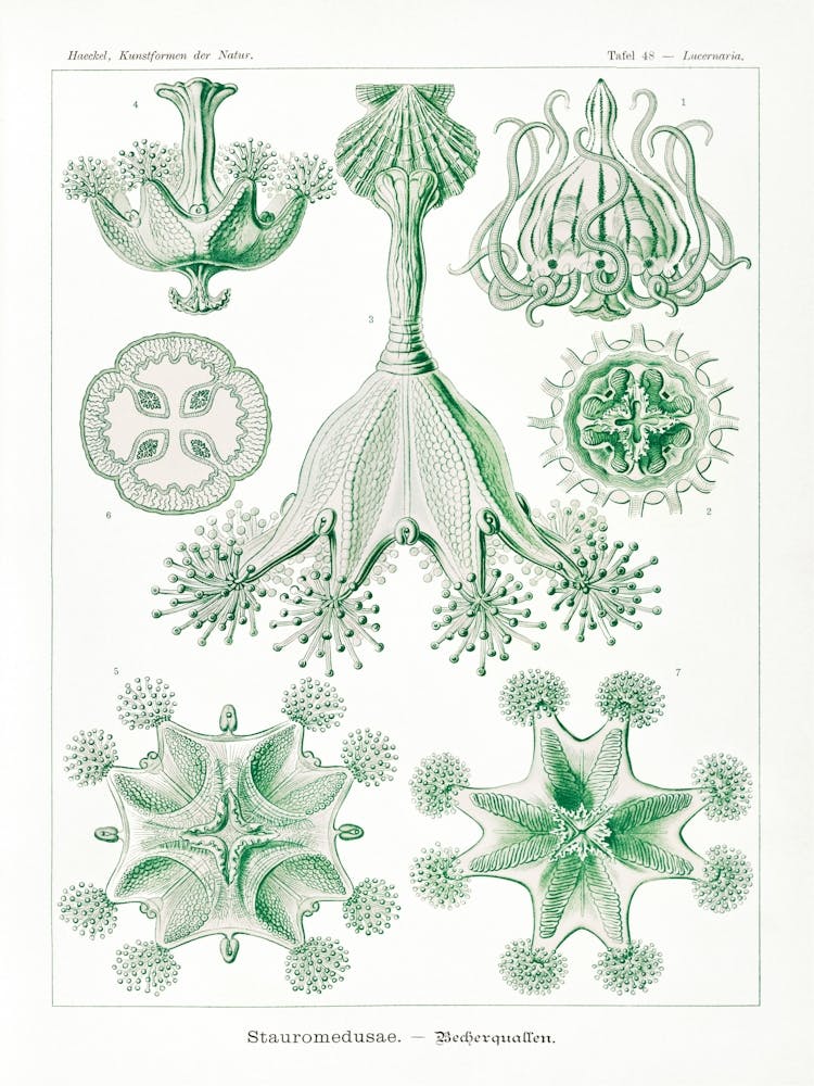 Stauromedusae–Becherquallen From Kunstformen Der Natur (1904) By Ernst Haeckel
