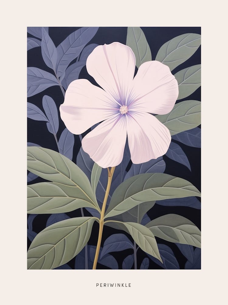 Flower Illustration Periwinkle 1 Poster