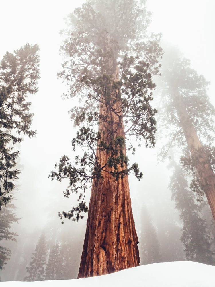 Sequoia