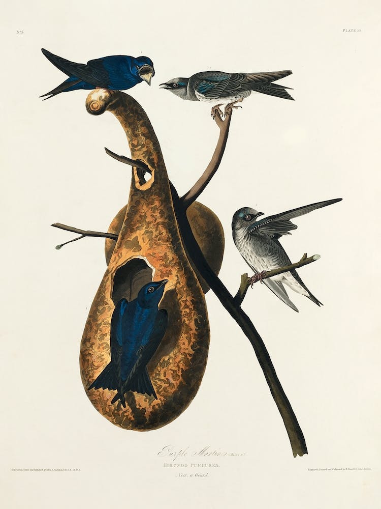 Purple Martin, Birds Of America, John James Audubon
