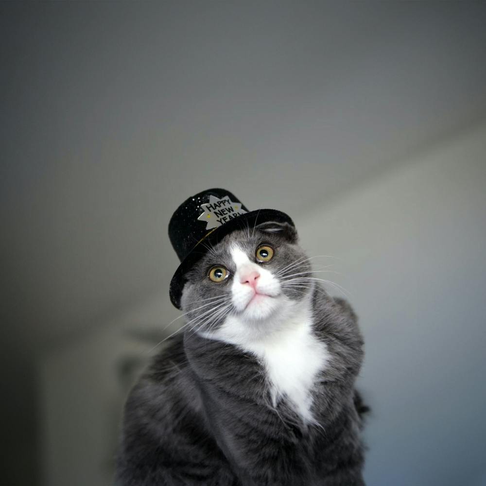 Cat In Hat