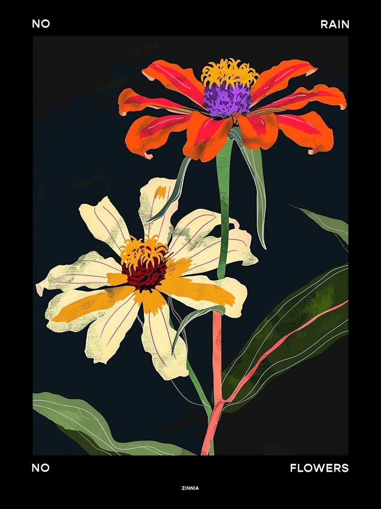 No Rain No Flowers Poster Zinnia 2
