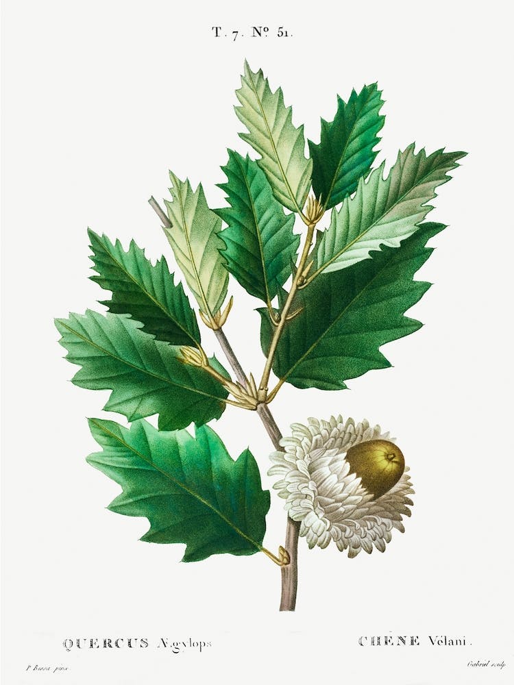 Valonian Oak, Pierre Joseph Redoute