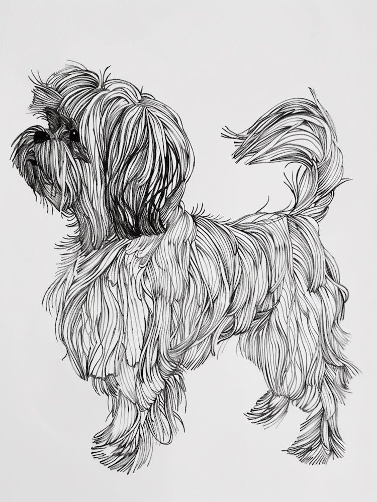 Lhasa Apso Hund Strichzeichnung 3