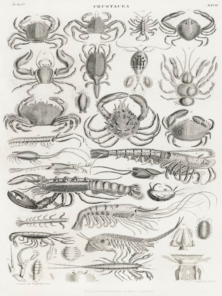 Crustacea, Oliver Goldsmith