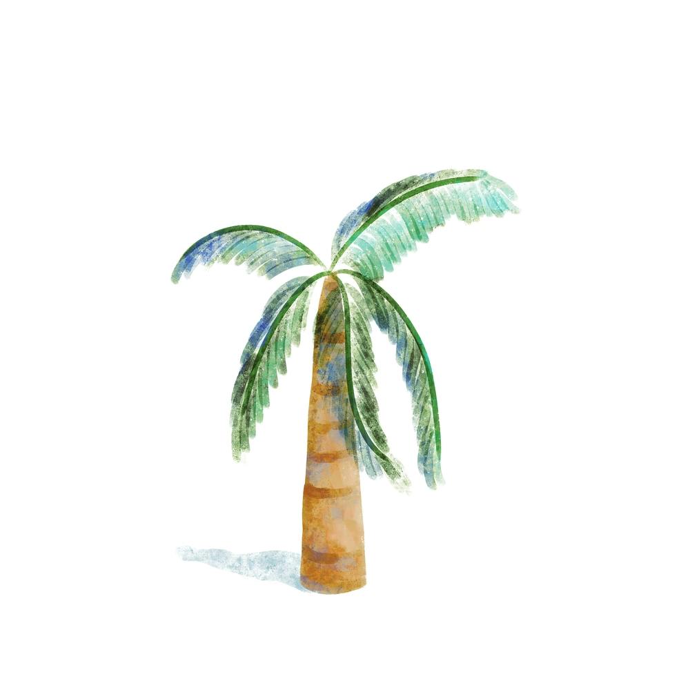 Coconut Tree Plant Illustration Square
