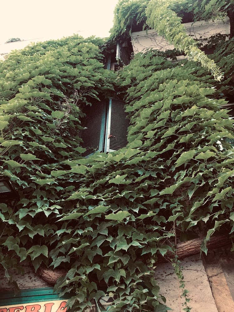 Ivy Covered Building