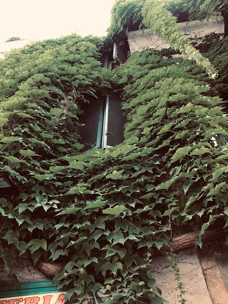 Ivy Covered Building
