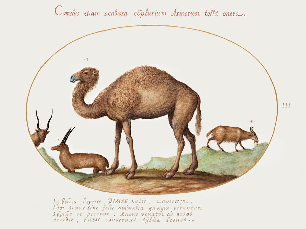 Camel, Ibex, And Goat (1575–1580), Joris Hoefnagel