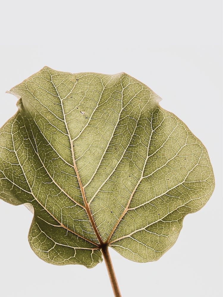 Abutifolia 03