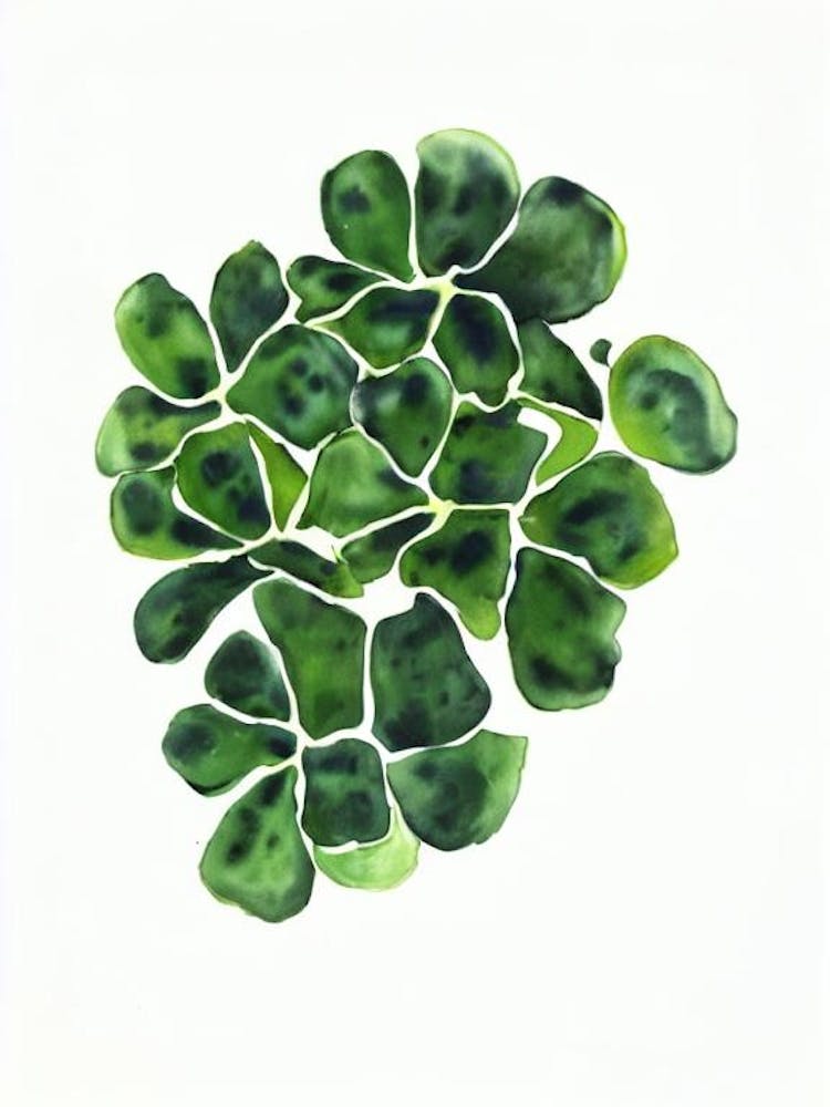 Tiger'S Jaw (Faucaria Tigrina) Watercolor