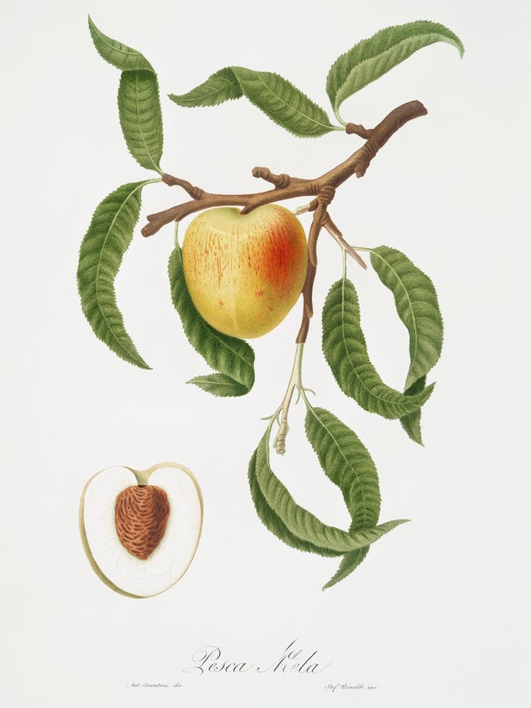 Peach (Persica Mali Formis) From Pomona Italiana (1817 - 1839), Giorgio Gallesio