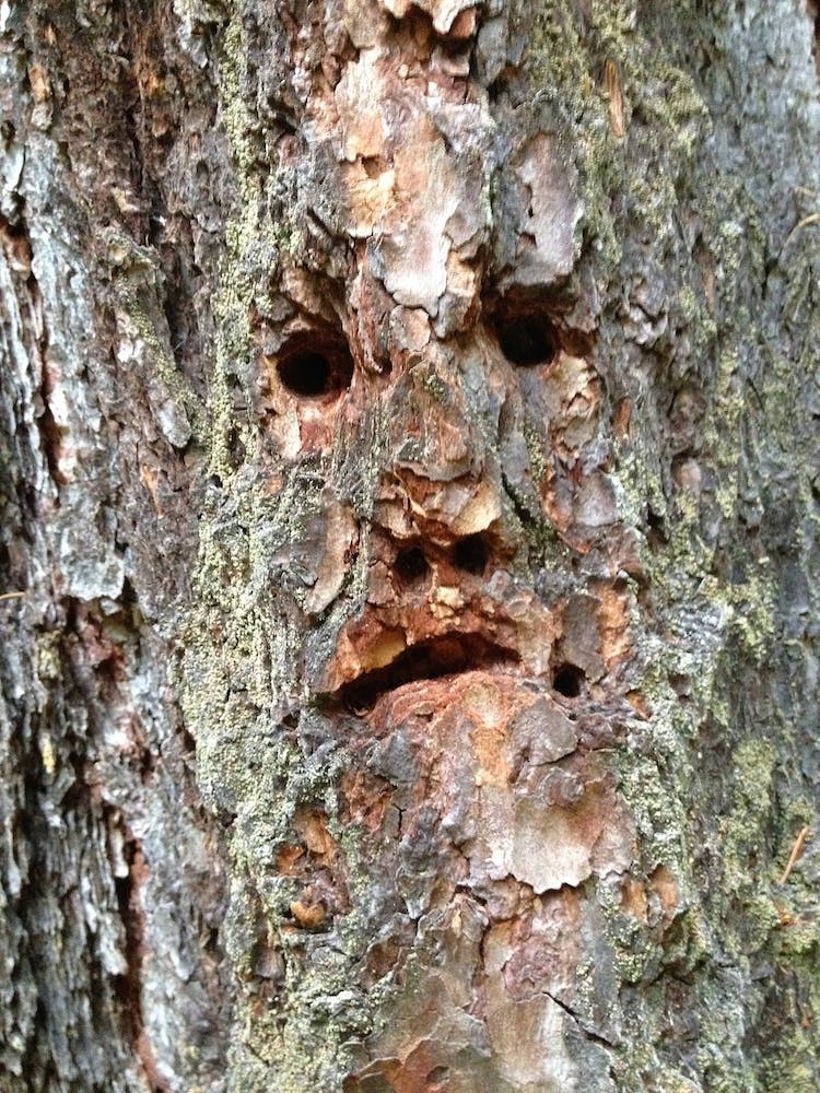 Face On A Tree