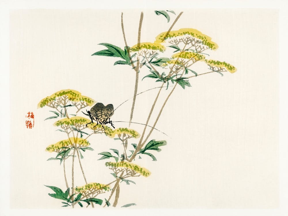 Flanellblume (Actinotus Helianthi), Kōno Bairei