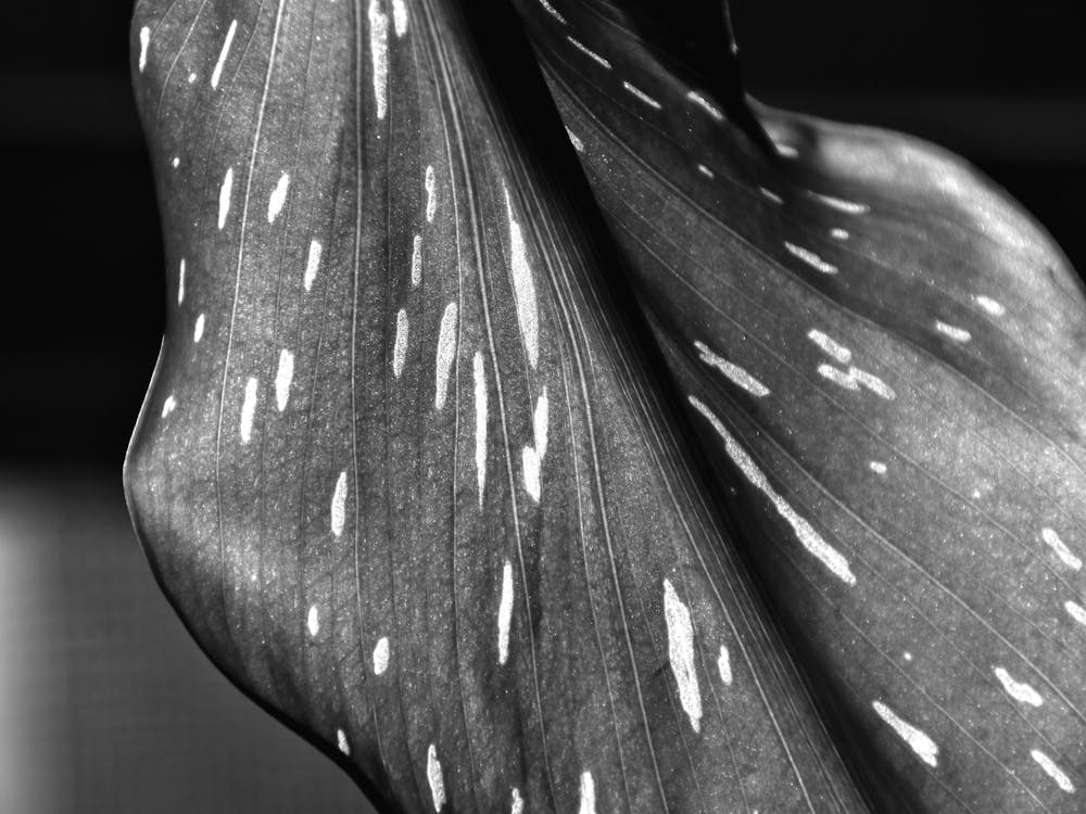 Leaf Macro BW