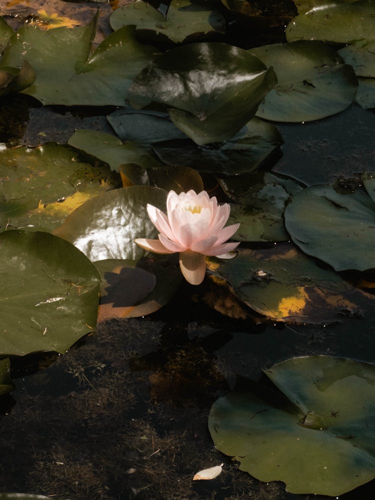 Water Lily