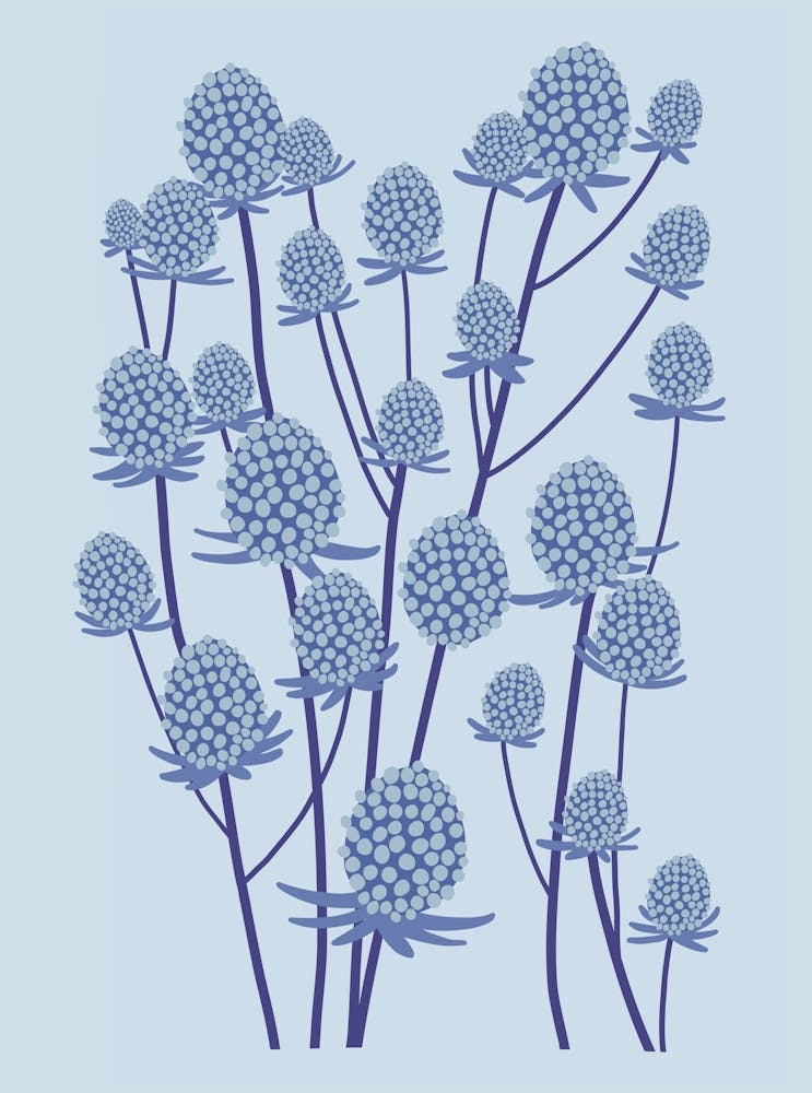 Eryngium Flowers
