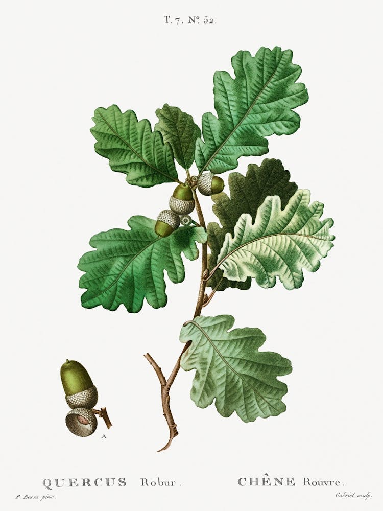 European Oak, Pierre Joseph Redoute