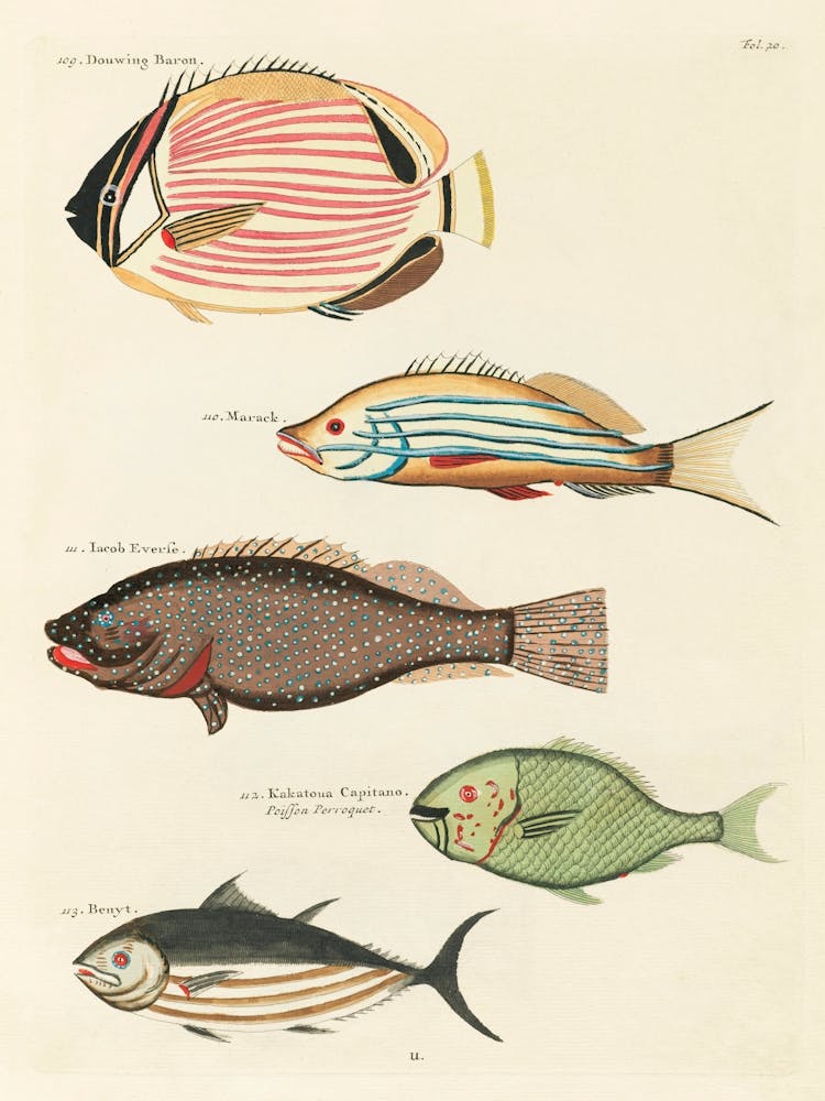 Colourful And Surreal Illustrations Of Fishes Found In Moluccas (Indonesia) And The East Indies, Louis Renard(46)