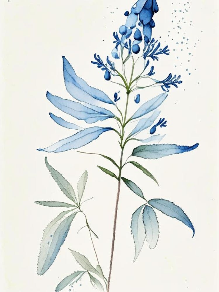 Blue Cohosh Herb Minimalist Watercolour 2
