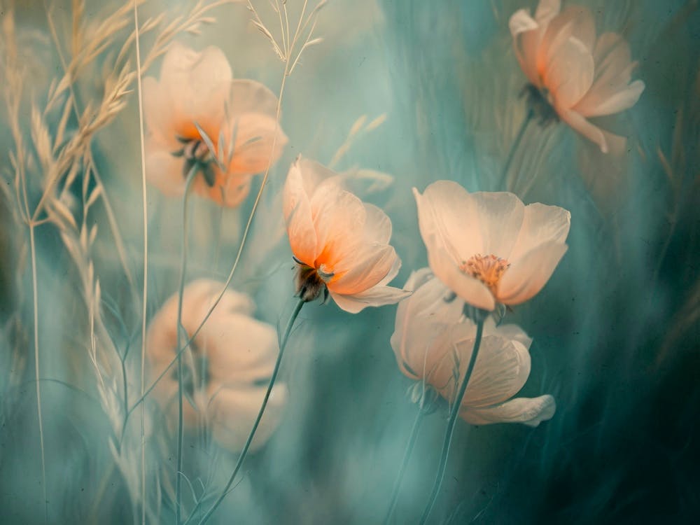 Fusion Florale N° 3