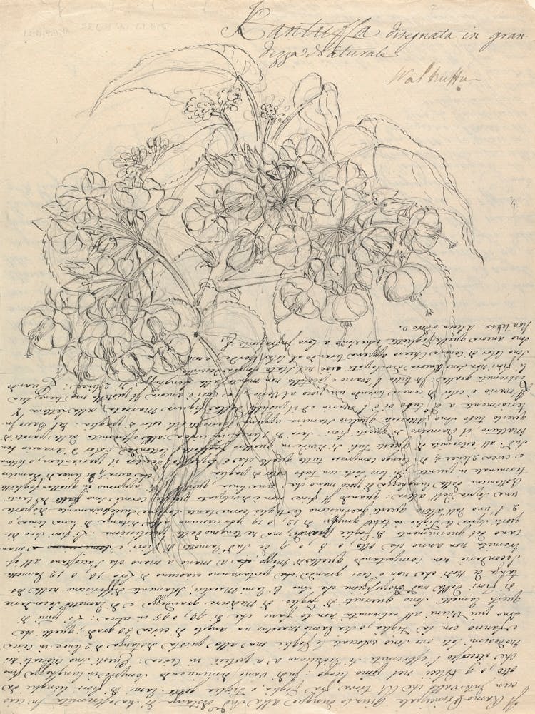 Buddleis Polystachya, Luigi Balugani